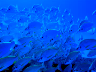 Underwater - Foto