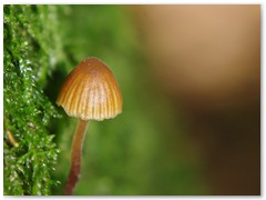 przyroda2