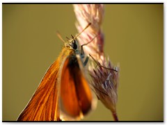05makro