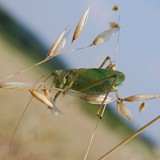 OLA BIŃCZYK 06